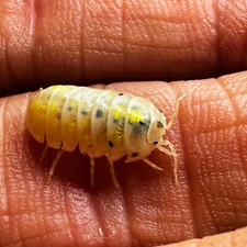 Isopod Factory 100 Armadillidium Vulgare Japanese Magic Potion Isopods CuC