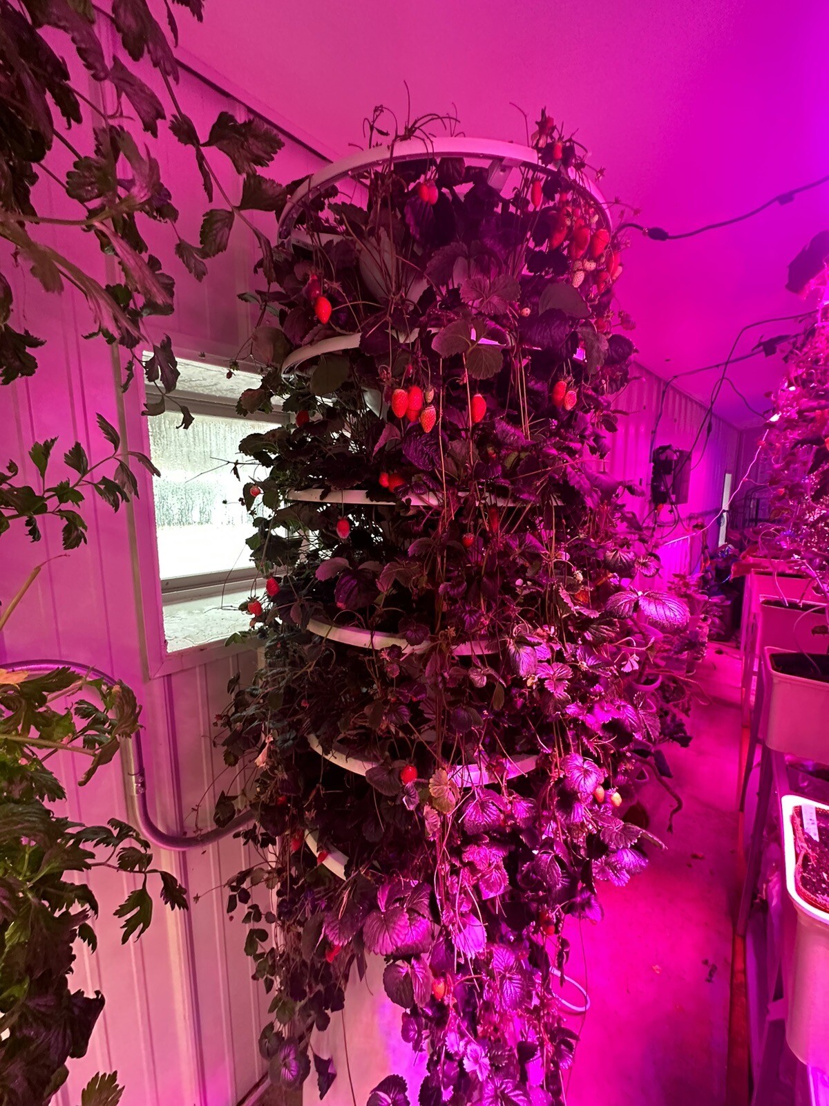 Lettuce Grow 36 Plant Farmstand With Ring Lights. Used In Great