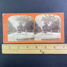 Tree Lined Mall Man Crossing Road Eastern USA Stereoview Antique c1860s Y10421