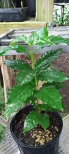 Coffee Tree in 1 gallon pot