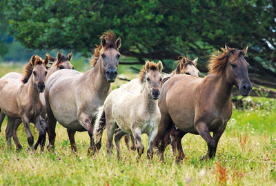 Wildlife *** Zoo Postkarte * Konik   Pferd   Horse  Postcard  #  1A