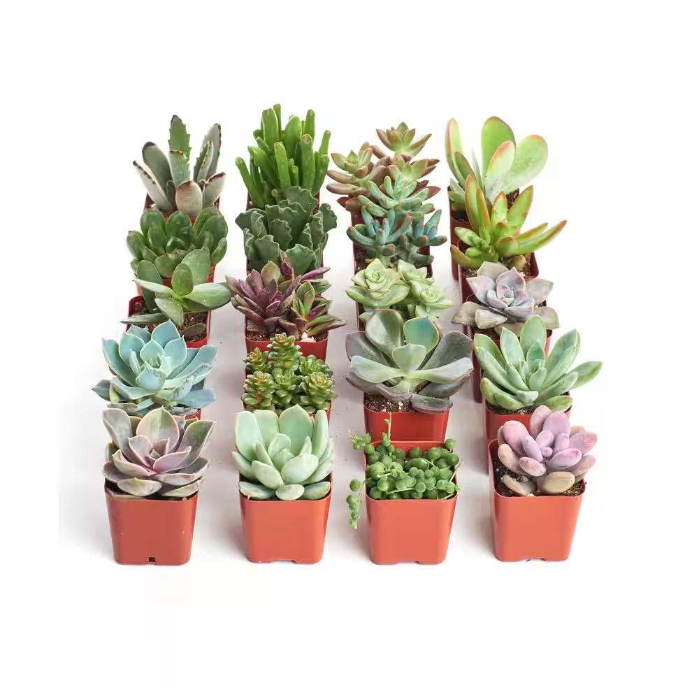 cactus and succulent fertilizer Liquid Fertilizer for Succulents and Cactus