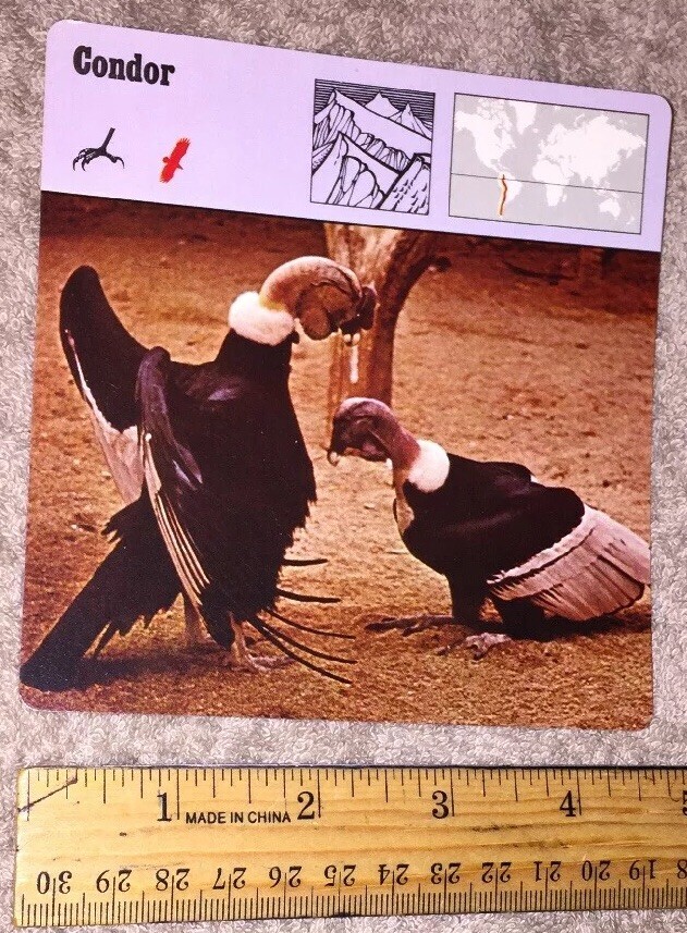 コンドル('75米) VINTAGE Bird Species CARD - Condor - 1975-1976 PRINTED IN JAPAN | eBay