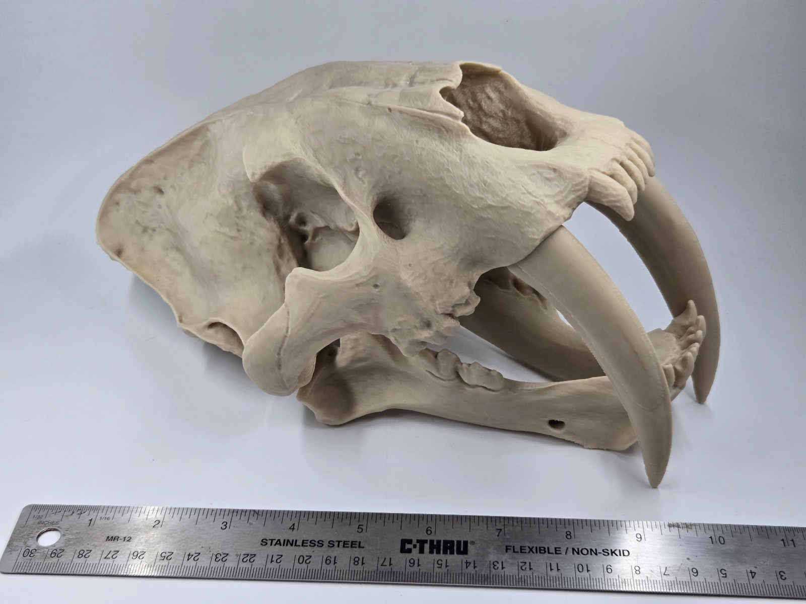 Saber-tooth Tiger Skull Exact Replica, Full Size, Smilodon fatalis