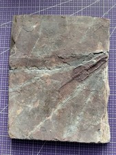 Reptile marin-fragments de fossiles Keichousaurus -  （Trias 251,9 - 201,3 ）