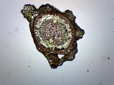Pine, Young Root  - CS - Prepared Slide - 75x25mm - Eisco Labs