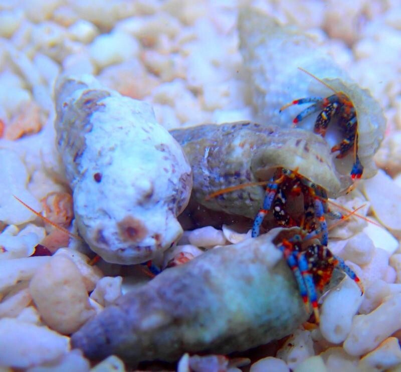 8-Quart Digital Air Fryer