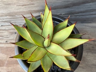 Agave Romanii ‘Shadow Dancer’ Rare Variegated Succulent