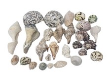 Large Lot Mixed Seashells Beach Decor Craft Nautical Collection Over 2 Pounds