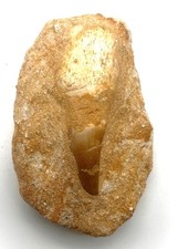 FM1451 Mosasaurus Zahn in Matrix Sandstein 109g 8,5cm x 5,2cm
