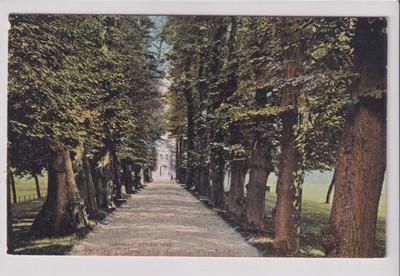 AK Cambridge, Trinity College, The Avenue, ca. 1910