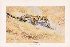 Afrikanischer Leopard Panthera pardus   Farbdruck 1953 Wilhelm Kuhnert