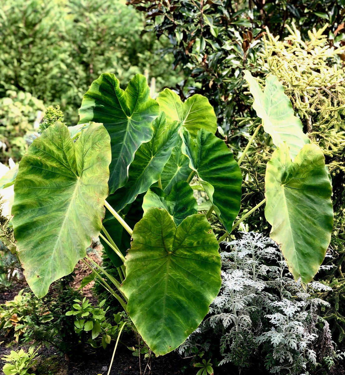 ELEPHANT EAR PLANT Colokasia Esculenta Chinese Potato Giant Tropical Garden  2020 | eBay