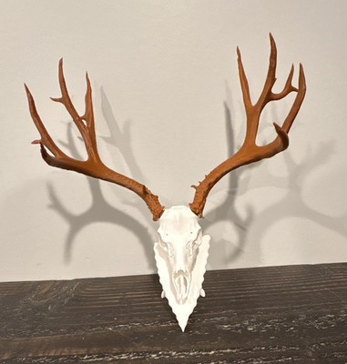 Mule Deer Skull with Antlers European Mount on Display Stand 3d prints