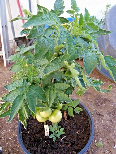 Tomate Bush checo - perfecto para plantar en contenedores - Imagen 2 de 3