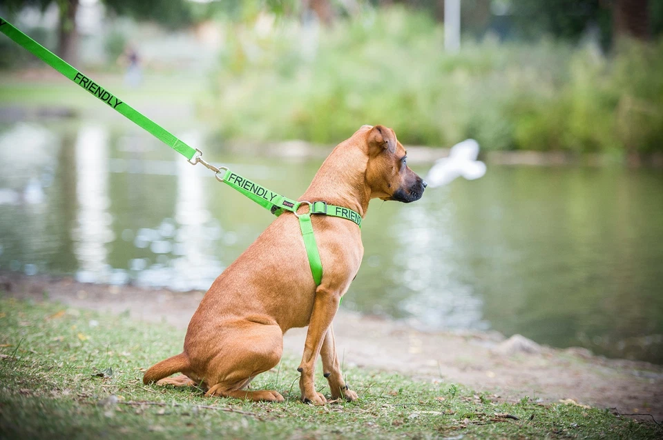 Warning Dog Colour Coded Collar Lead Harness CAUTION, TRAINING Sizes & Styles - Image 2 of 4