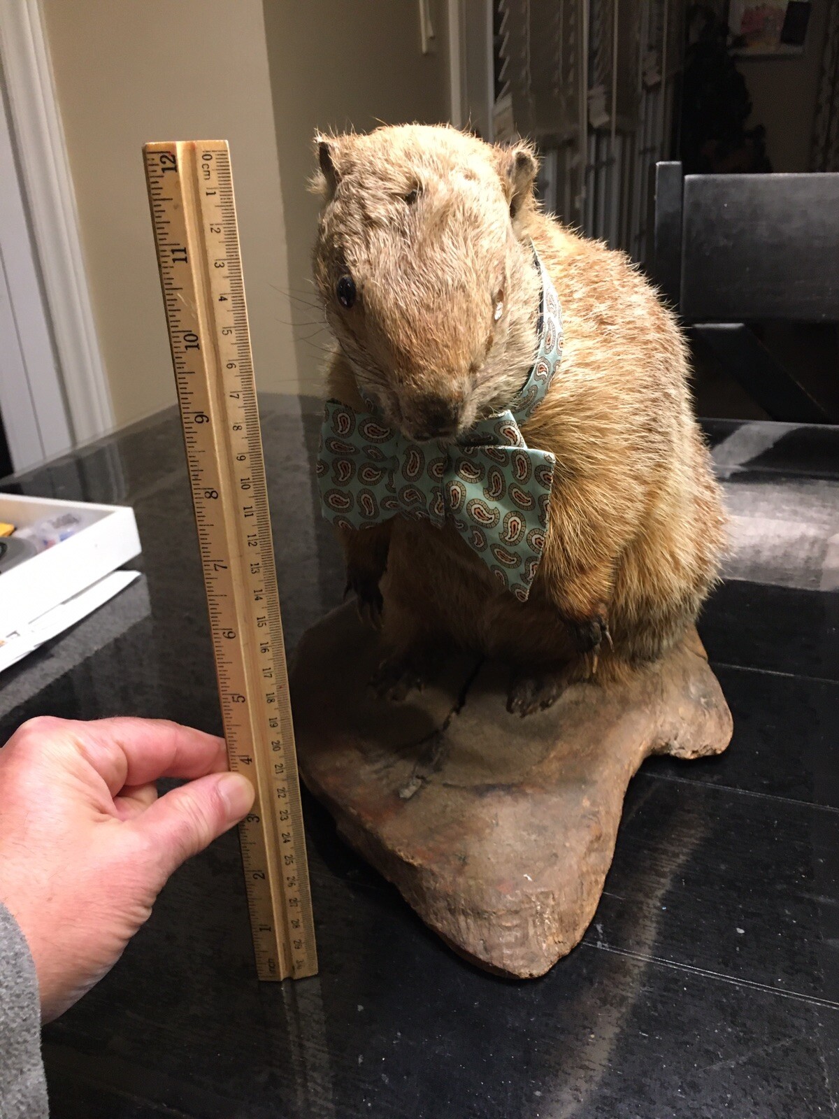 Rare Vintage Prairie Dog Taxidermy Missing An Eye! Perfect Display For