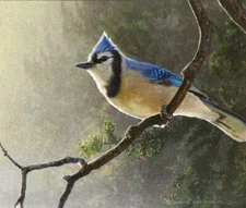 Early Bird Blue Jay by Chris Vest Fine Art Print Bird Wildlife Nature 13x19