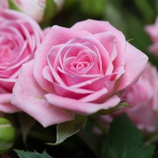 Patio Rose, Special Daughter, Pink Scented, Gift Wrapped Plant, 4L Potted