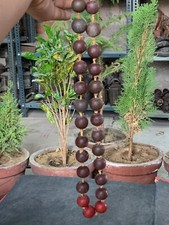 Antica vecchia collana di perle in legno naturale intagliato a mano marrone scuro da collezione