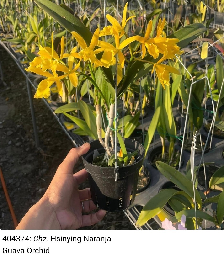 Chz Hsinying Naranja 'Golden Sunshine' Blooming Size Cattleya