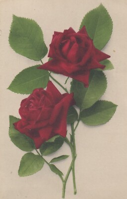 Postkarte Nahaufnahme Studie der Roten Rose Meine Ref SQ