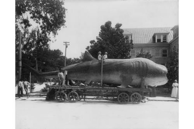 #ad #ad 45 ft long shark whale? on trailer; 2 children on its back c1913 Miami $12.99