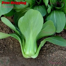 Baby Choi SEEDS | Baby Pak Choi, Pak Choy, Bok Choy Cabbage SEEDS | Non-GMO