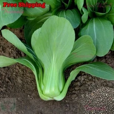 Pak Choi Green Stem, Shanghai Pak Choi, Bok Choy SEEDS | Cabbage SEEDS | NON-GMO