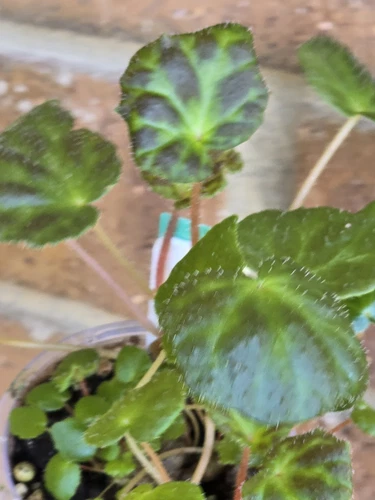 Begonia luzhaiensis rare terrarium, greenhouse plant Multi Planted - Picture 3 of 13