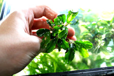 Bucephalandra Green Wavy PEST FREE! Live Aquarium Plant Easy low light!