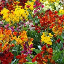 Wallflower My Fair Lady Mixed, Sow May-Aug. Beautiful Scented Flowers, 350 Seeds