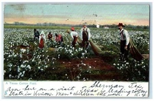 1906 Texas Cotton Field Thousand Scenes Dallas Texas Raphael Tuck Sons Postcard