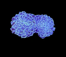 WYSIWYG Malaysian Branching Hammer Coral – 2 Large Heads LPS Live Frag