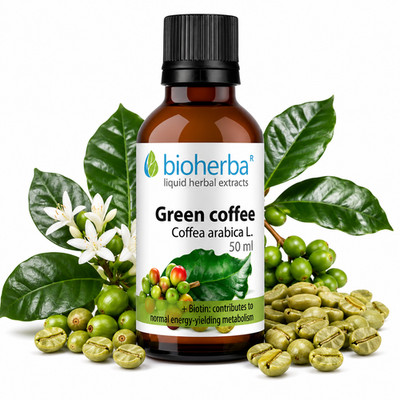 Grüner Kaffee Arabica Tinktur Alkoholfreier Kräuterextrakt 50ml