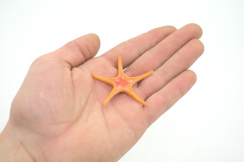 Seestern Spielzeug, Ross Sea Star, Sea Life, realistisches Kunststoffmodell, 2 1/4" F927 B158 - Bild 2 von 5