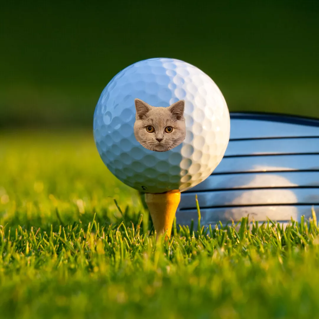 Pet golf cheap ball