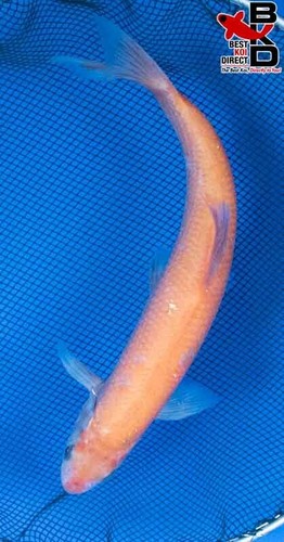 11" GOLDEN ORFE (FEMALE) Live Koi Fish Garden Pond 4/27