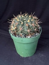 Gymnocalycium reductum, 4" cactus plant