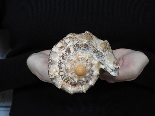 Sea Shell Voluta imperialis 177 mm ID#7403 - Imagen 4 de 4