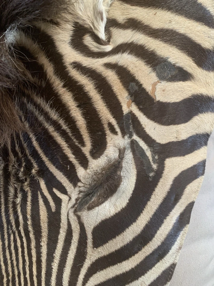 GENUINO COJÍN / ALMOHADA PIEL CEBRA MELENA 18" X 18" - NUEVO - ¡ESPECTACULAR! #Z9 Foto 3 de 4