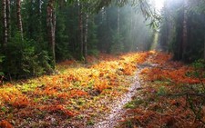 Landscape fall trees path nature outdoors Custom Gaming Mat Desk