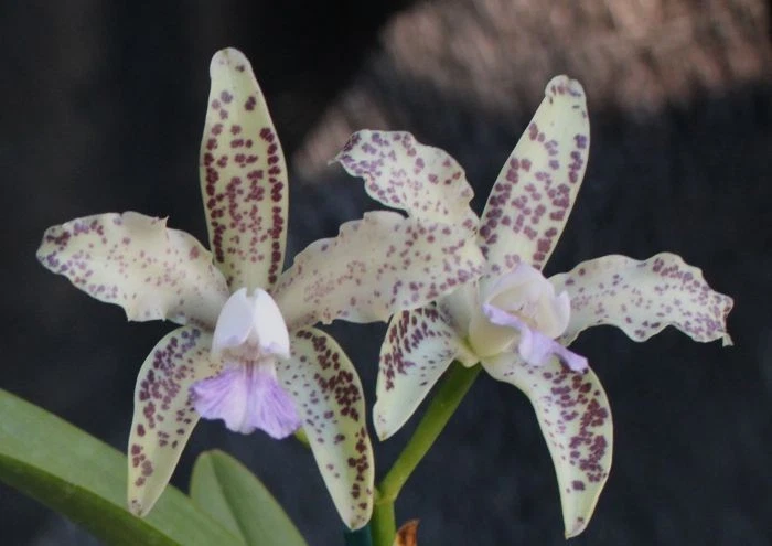 Cattleya Fall Orchids for sale | eBay