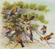 1880s Eureka Spool Silk Nature Scenes Birds Rabbit Sailboat Lot Of 4 F211