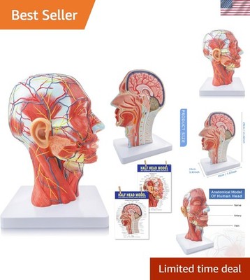 Detailed Life-Size Human Head Model with Rotating Features for Medical Learning