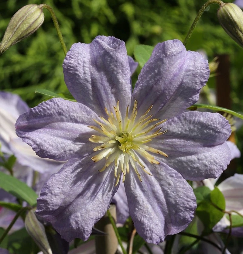 Robuste Waldrebe Prince Charles 40-60cm - Clematis viticella - Bild 1 von 1