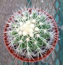 Echinocactus grusonii v. Albispina Golden Barrel Cactus White Spines 25