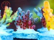 WWC Heartbreaker Acro - Live Coral Frag SPS