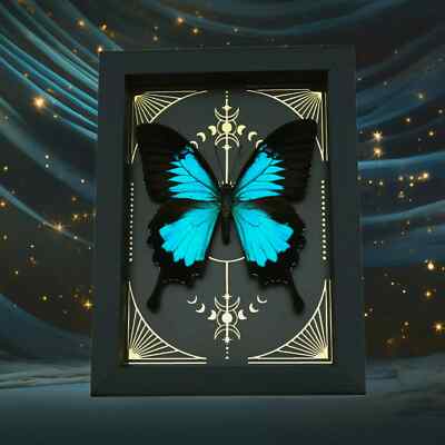 Real Framed Butterfly Celestial Gold Foil Moon Phases Papilio Taxidermy Display