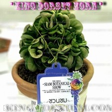 ADENIUM THAI SOCOTRANUM DESERT ROSE " KING DORSET HORN " 100 SEEDS RARE DHA